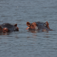 Illustration for article titled Out of Africa. Hungry Hungry Hippos.